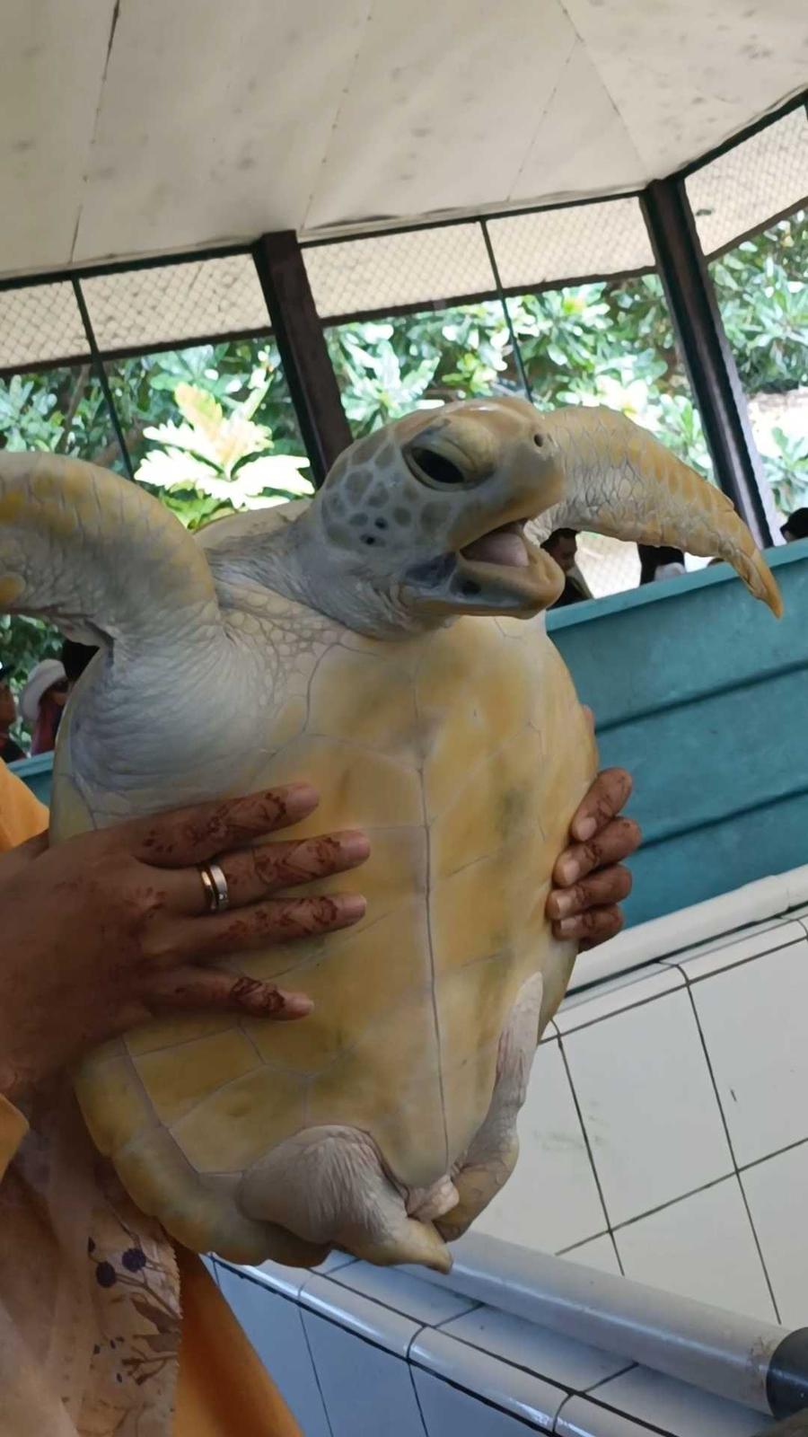 Penyu dewasa
